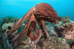 Dancer
// Giant octopus Dofleini by Boris Pamikov 